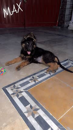 Jarman Shepherd