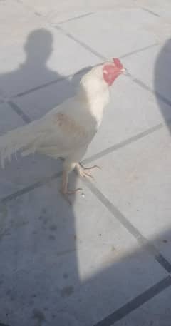 03315676907