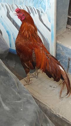 Mianwali Aseel male