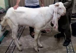 Rajanpuri | Rajanpuri Cross Goat | Rajanpuri Bakra | Bakra