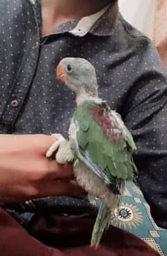 urgent and offer sale kashmiri raw bchy 03480555256