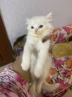 Persian