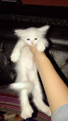 Persian cat baby