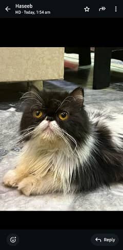 piki cat