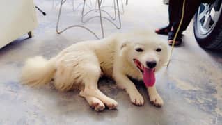 Russian male dog puppy,tripple coat full vaccinated frindly and active
