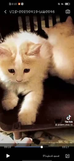 pair of male Persian cat