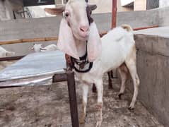 Andu bakra