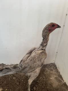 Grey Aseel thai murgi high quality
