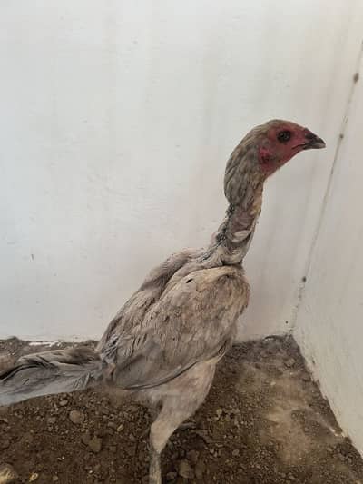 Grey Saleti Aseel thai murgi high quality