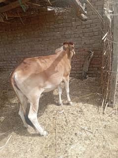 bachry and bchya cows and  bulls  and goats qurbani 2025