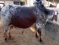 Qurbani