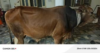 donda ha qurbani k liye