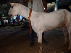 barbari khasai  all vaxcin cleair 03705761508