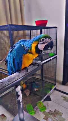 Blue gold macaw & african grey parrot