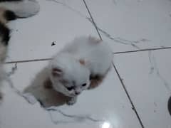 persian kitten for sale