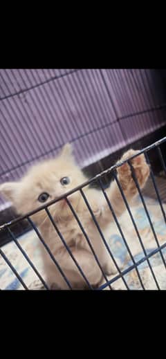 triple coat persian kittens