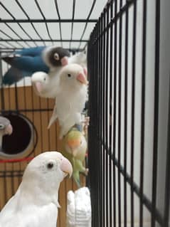 Beautiful Love birds Breeder pairs gor Sale