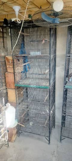 bird parrot or pigeon