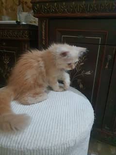 persian kittens tripple coated cute
