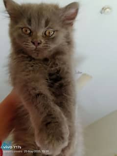 pure persian triple coated kitten available