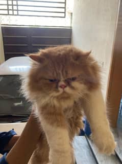 persian extreme punch face male  03323323215