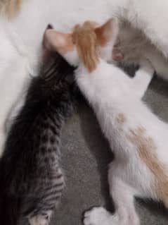 cats kittens