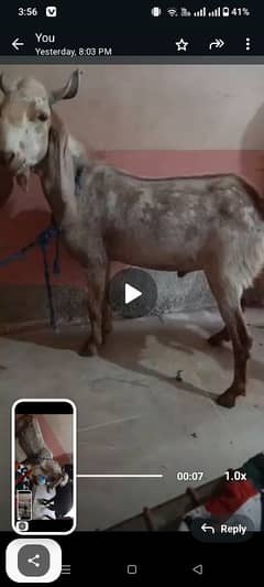 andu bakra hain ghar ka pala howa Hain