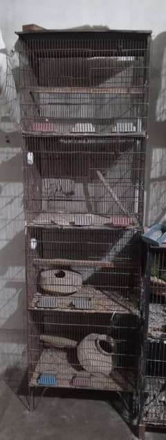 birds