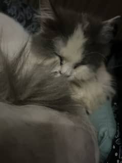 White and black female 2 years old cat 1 layered fur Persian doll face