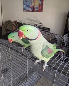 Raw Parrot Pair Home Tamed
