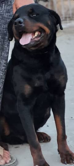 available for stated after sated need male papy