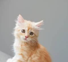 Persian female kitten. . cream colour
