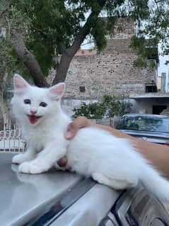 2 month Persian kitten