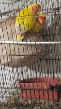 Lotino