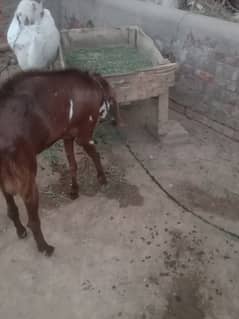 urgent sale
