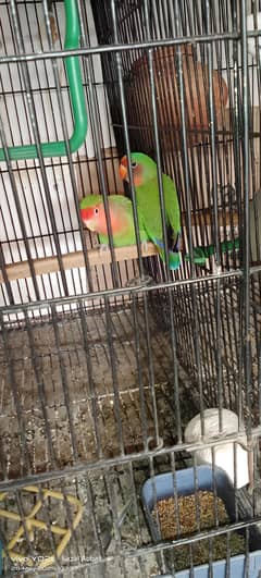 one pair love bird other birds for Australian paroorts for sale heathy