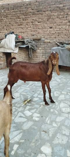 sahiwal bakra