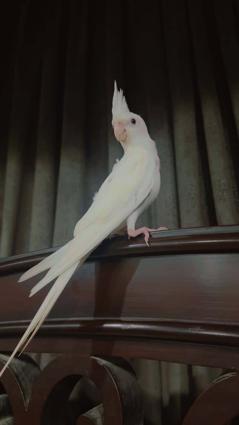 Handtame birds 1