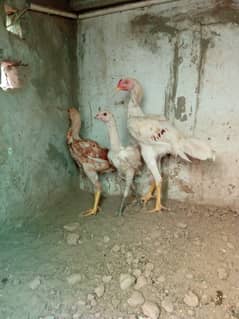 aseel
