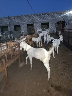 Goats for sale