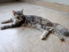Persian cat