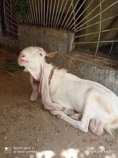 Gulabi Goat