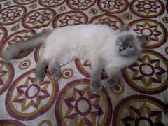 female cat for sale