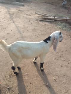 Goat For Sell