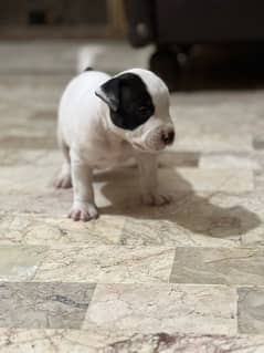 American Bully / Pitbull Puppies