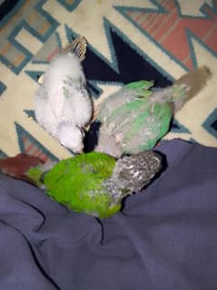 green conure+ blue conure chick for hand tame