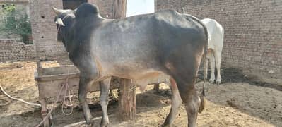 Qurbani