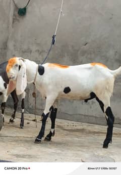 Bakra for sale wazan about 35 kg