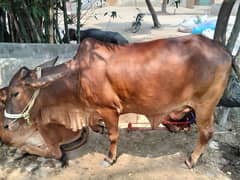 best bell for Eid and reasonable price