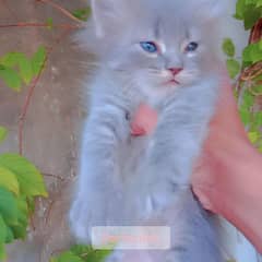 litter